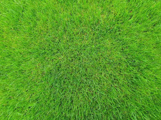 Lush green sod grass lawn