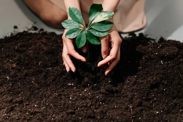 Dark topsoil with a young seedling